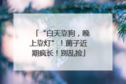 “白天靠狗，晚上靠灯”！菌子近期疯长！别乱捡