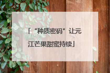 “种质密码”让元江芒果甜蜜持续