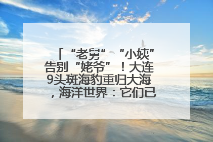 “老舅”“小姨”告别“姥爷”！大连9头斑海豹重归大海，海洋世界：它们已具备野外生存能力