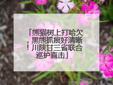 熊猫树上打哈欠，黑熊抓痕好清晰！川陕甘三省联合巡护直击