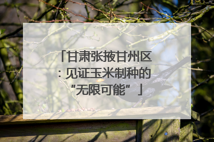 甘肃张掖甘州区：见证玉米制种的“无限可能”