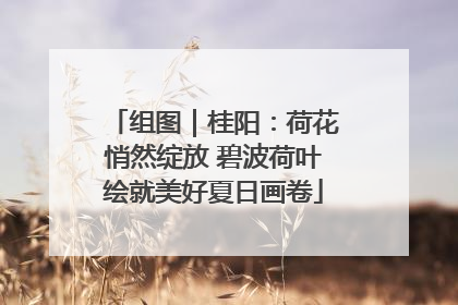 组图｜桂阳：荷花悄然绽放 碧波荷叶绘就美好夏日画卷