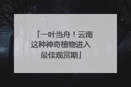一叶当舟！云南这种神奇植物进入最佳观赏期