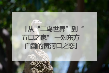 从“二鸟世界”到“五口之家” 一对东方白鹳的黄河口之恋