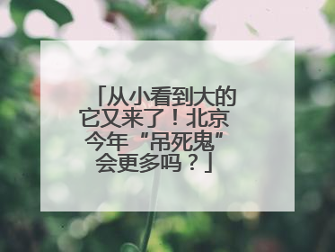 从小看到大的它又来了！北京今年“吊死鬼”会更多吗？