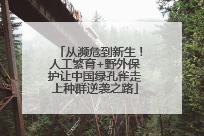 从濒危到新生！人工繁育+野外保护让中国绿孔雀走上种群逆袭之路