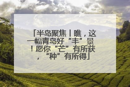 半岛聚焦丨瞧，这一幅青岛好“丰”景！愿你“芒”有所获，“种”有所得