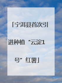 宁洱县首次引进种植“云淀1号”红薯