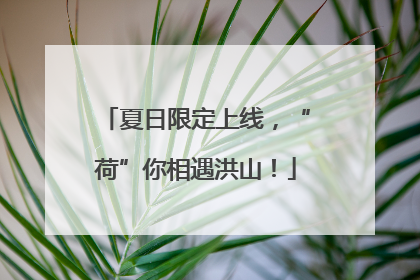 夏日限定上线，“荷”你相遇洪山！