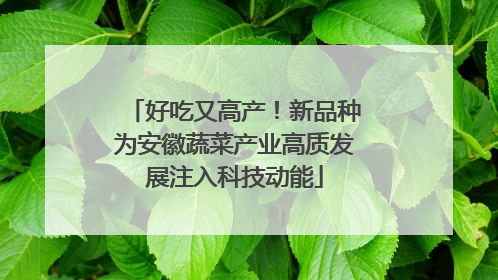 好吃又高产！新品种为安徽蔬菜产业高质发展注入科技动能