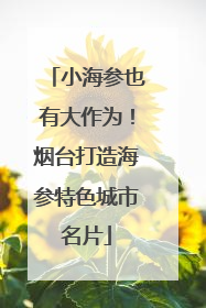小海参也有大作为！烟台打造海参特色城市名片