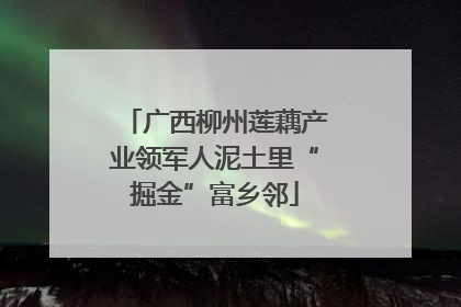 广西柳州莲藕产业领军人泥土里“掘金”富乡邻