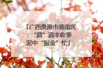 广西贵港市港南区：“藕”遇丰收季 泥中“掘金”忙