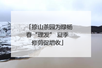 捺山茶园为绿杨春“理发” 夏季修剪促增收