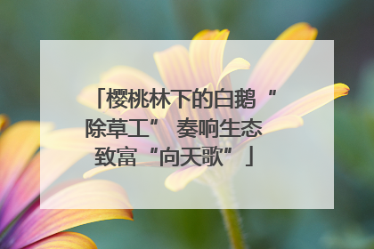 樱桃林下的白鹅“除草工” 奏响生态致富“向天歌”