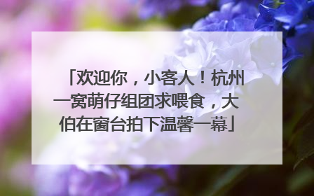 欢迎你，小客人！杭州一窝萌仔组团求喂食，大伯在窗台拍下温馨一幕