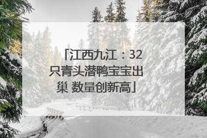 江西九江：32只青头潜鸭宝宝出巢 数量创新高