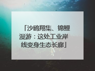 沙鸥翔集、锦鲤漫游：这处工业岸线变身生态长廊