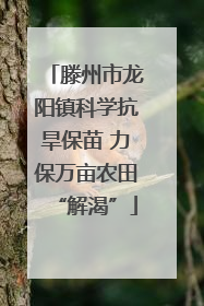 滕州市龙阳镇科学抗旱保苗 力保万亩农田“解渴”