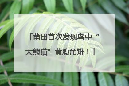 莆田首次发现鸟中“大熊猫”黄腹角雉！