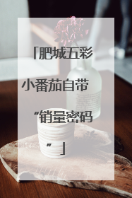 肥城五彩小番茄自带“销量密码”