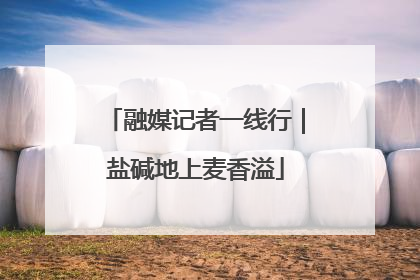融媒记者一线行｜盐碱地上麦香溢