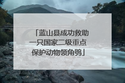 蓝山县成功救助一只国家二级重点保护动物领角鸮