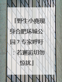 野生小麂现身合肥环城公园？专家呼吁：若邂逅切勿惊扰