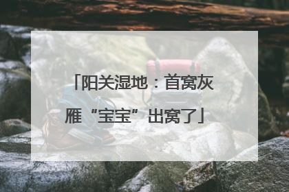 阳关湿地：首窝灰雁“宝宝”出窝了