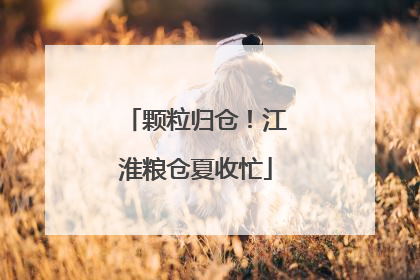 颗粒归仓！江淮粮仓夏收忙