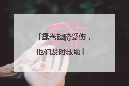 鸳鸯翅膀受伤，他们及时救助