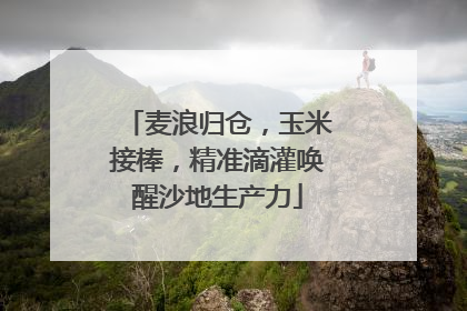 麦浪归仓，玉米接棒，精准滴灌唤醒沙地生产力